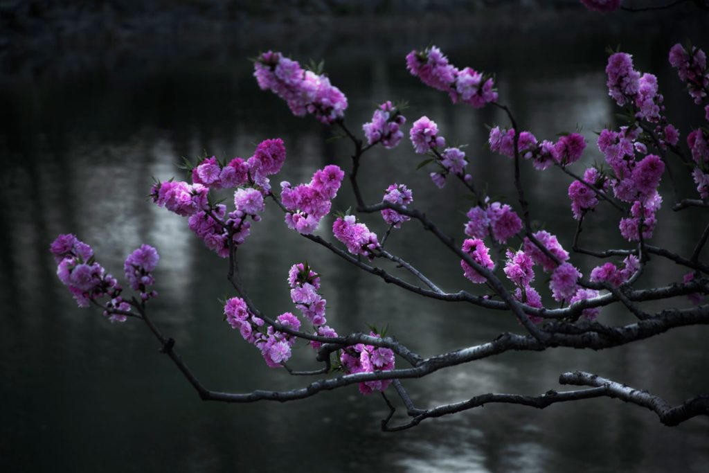  10-photographers-2019-沈玮-樱花 