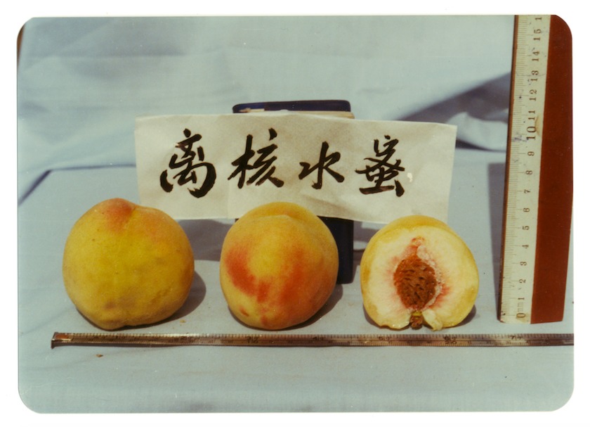  Ruben-Lundgren-different-types-of-peaches 